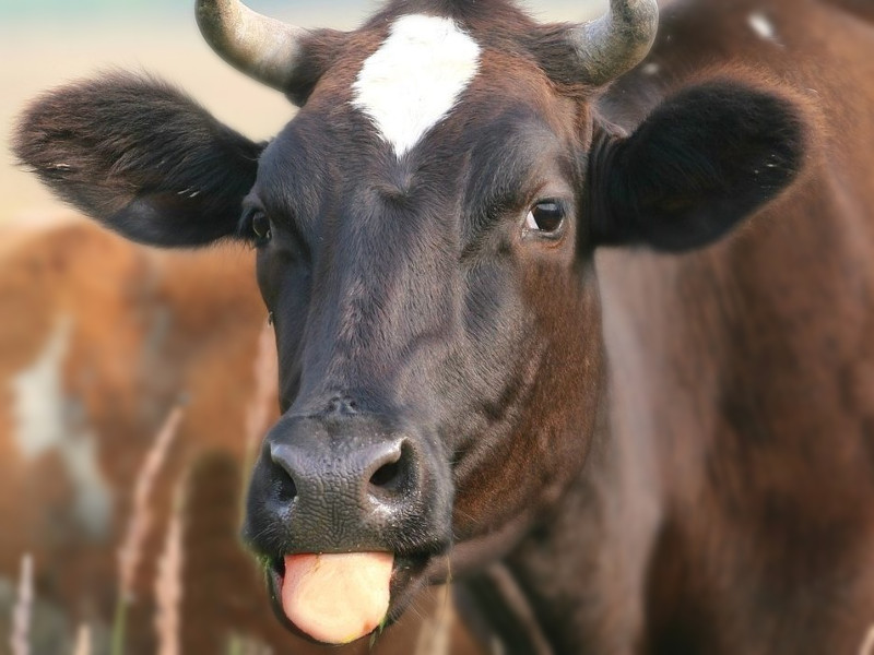 Brown Cow