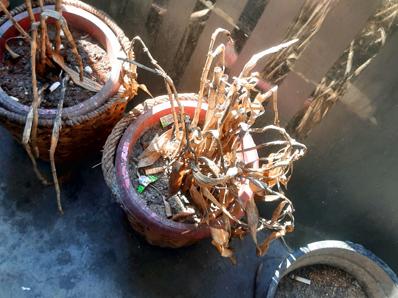 Withered plants beside an ash tray.